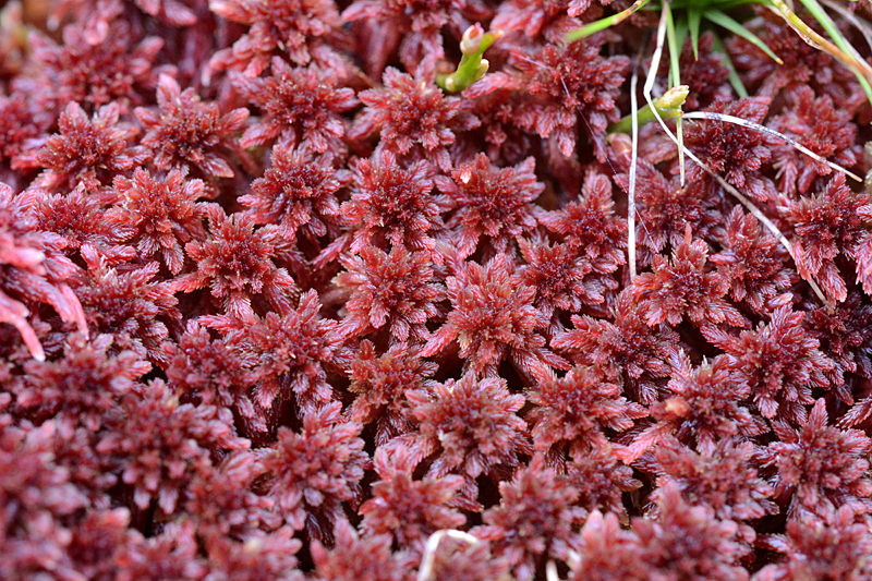 Sphagnum capillifolium