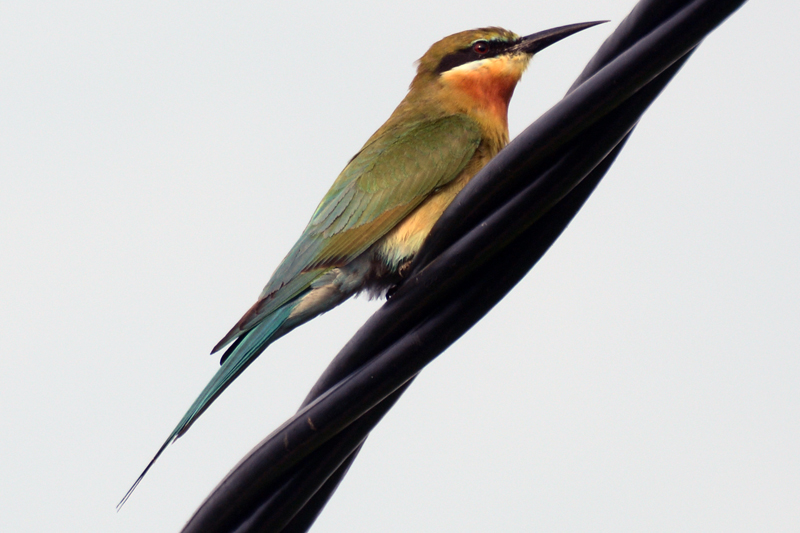 Blue-tailed bee-eater