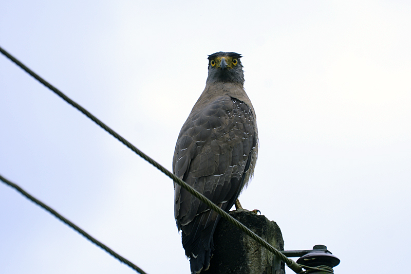 Crested Serpent Eagle