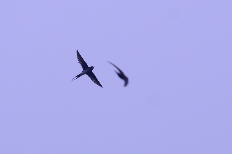 Crested Treeswift