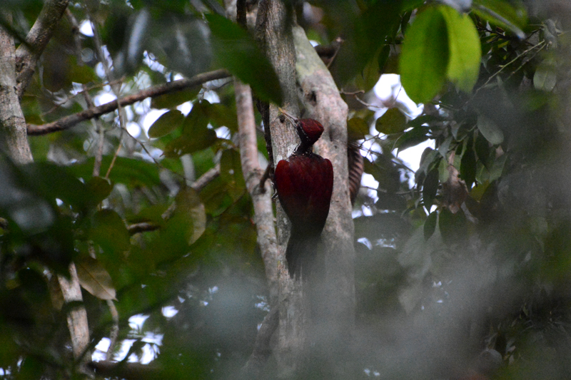 Crimson-backed Flameback