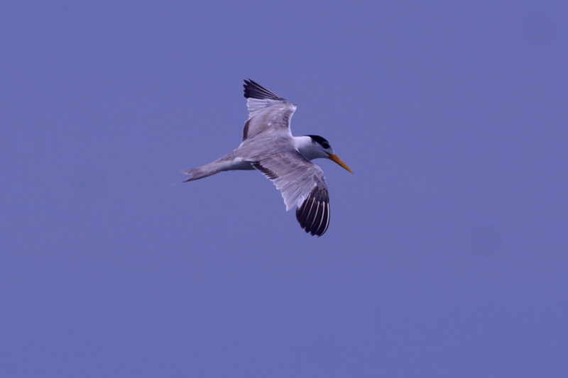 Greater Crested Tern