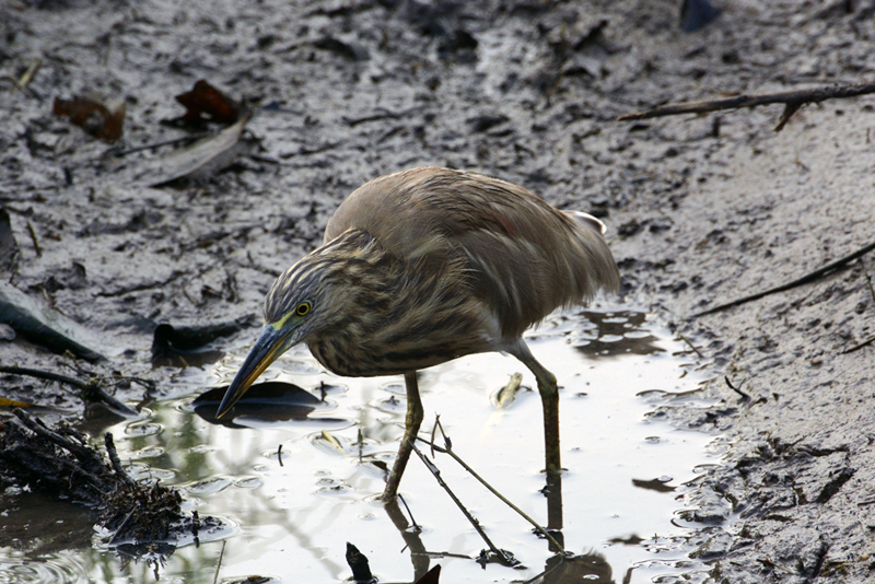 Indian Pond Heron