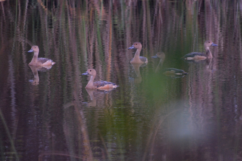 Lesser Whistling-duck