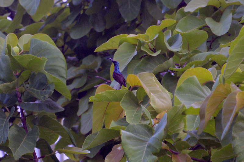 Loten's Sunbird