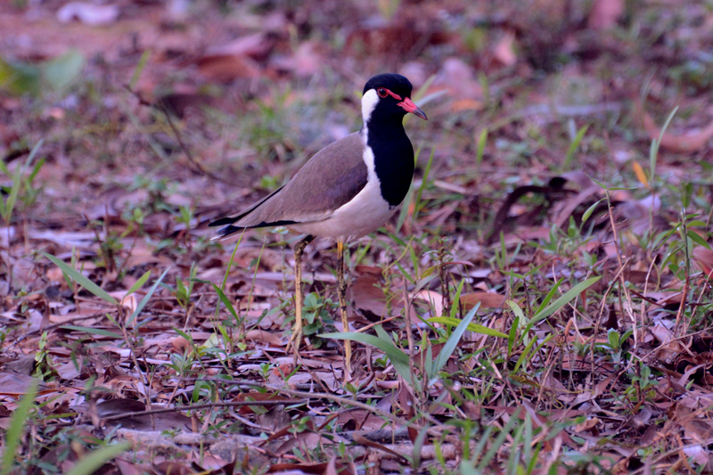 Red-wattled Lapwing