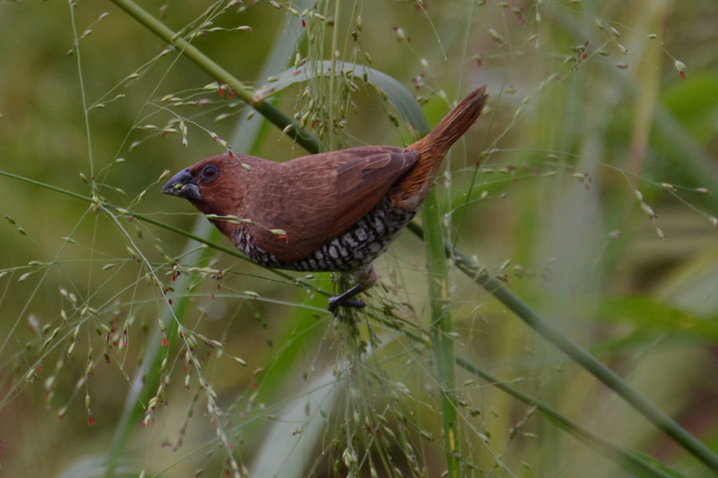 Scaly-breasted Munia