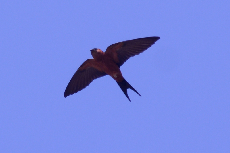 Sri Lanka Swallow