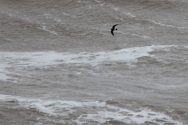 Storm Petrel