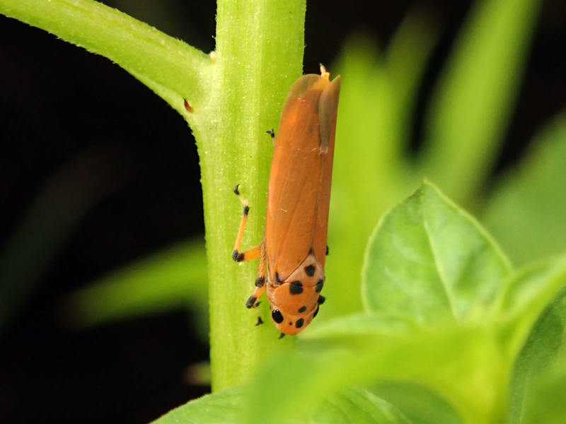 Orange Sharpshooter Bothrogonia addita