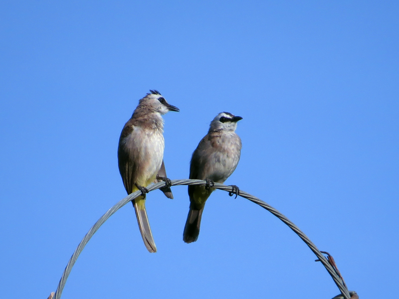 Yellow-vented Bulbul Pycnonotus goiavier
