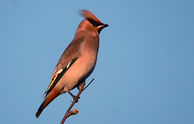 Waxwing