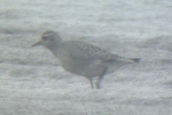 American Golden Plover