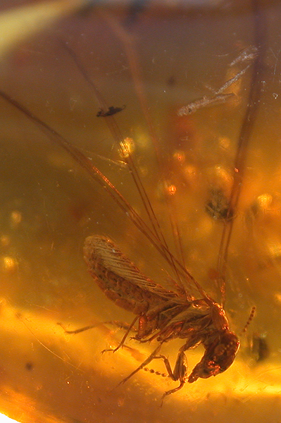 Mosquito in amber