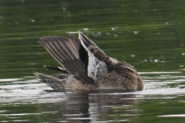 Female American Wigeon