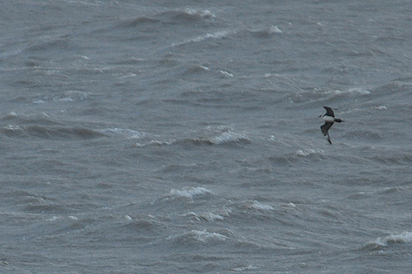 Adult pale phase Arctic Skua