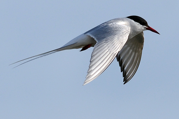 Arctic Tern