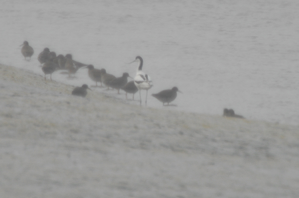 Avocet Axe Estuary