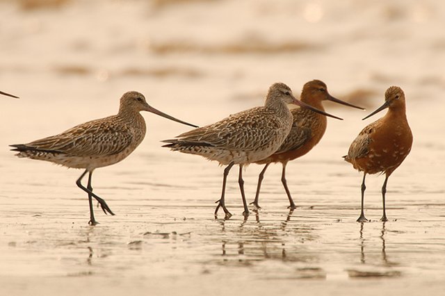 Bar-tailed Godwit