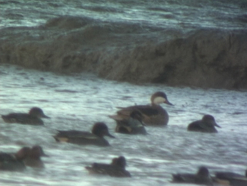 Bahama Pintail