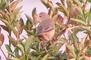 Barred Warbler