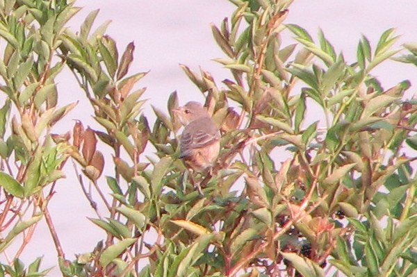 barred warbler