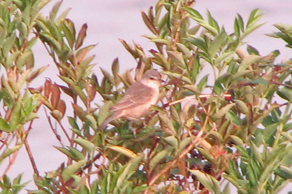 barred warbler