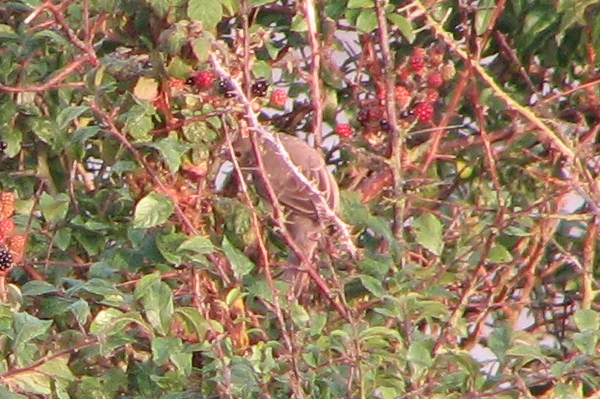 barred warbler