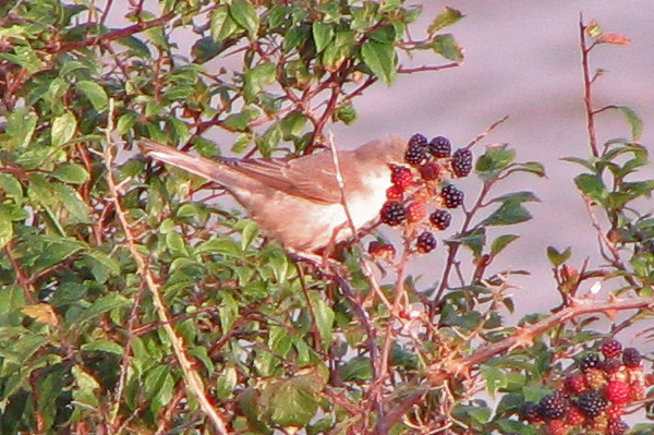 barred warbler