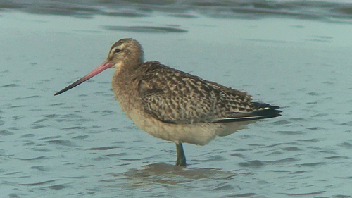 Bar-tailed Godwit