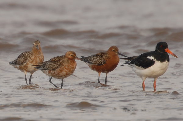 Bar-tailed Godwits