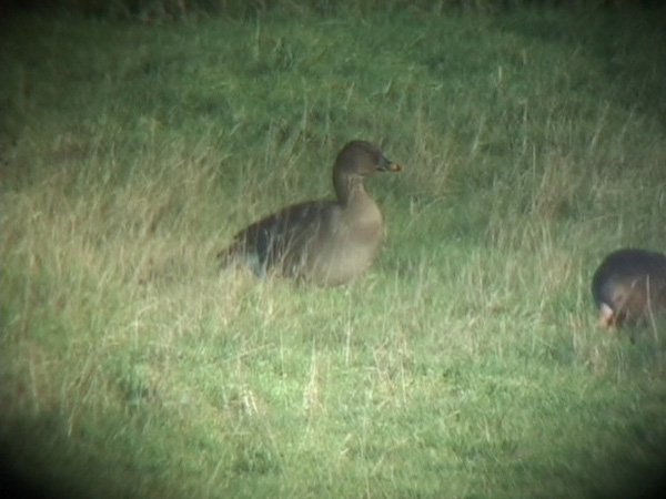 Tundra Bean Goose