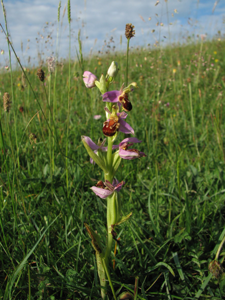 Bee Orchid