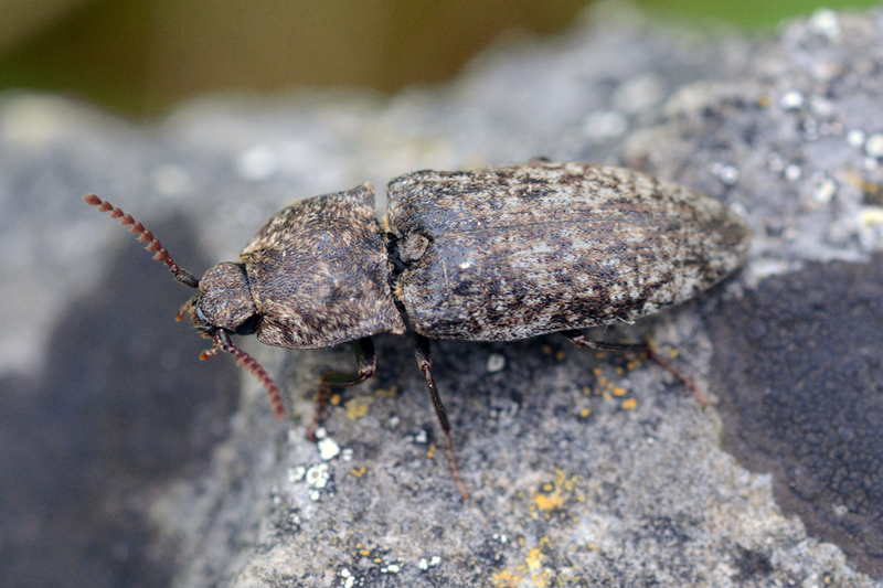 Agrypnus murinus 