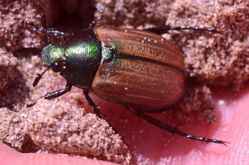 Dune Chafer Anomala dubia 