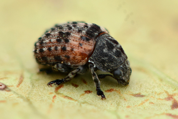 Anthribus fasciatus