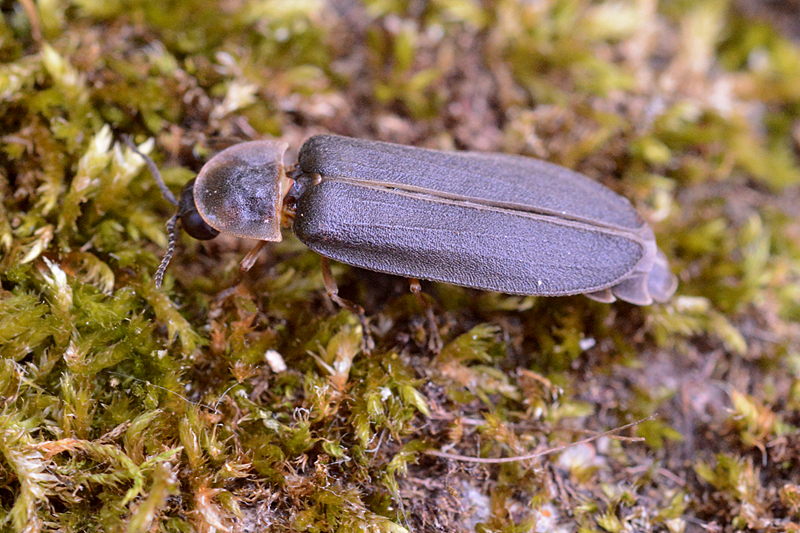 Glow-worm Lampyris noctiluca