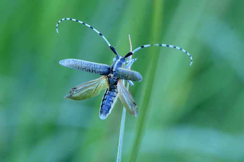 Agapanthia villosoviridescens 