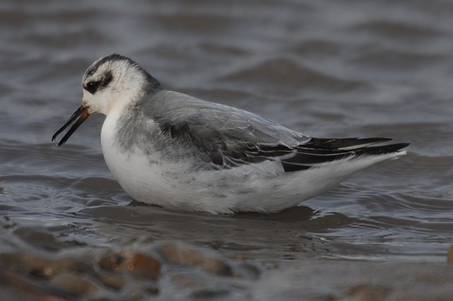 Grey Phalarope