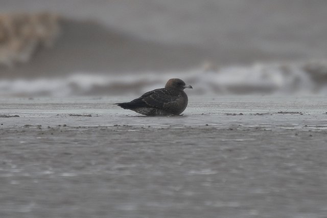 Pomarine Skua