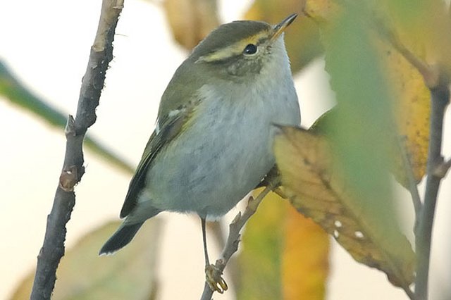 Yellow-browed Warbler