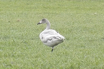 Bewick's Swan