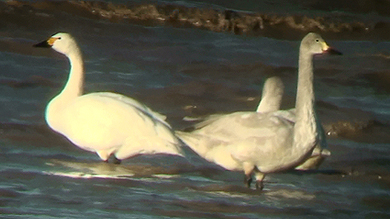 Bewick's Swans