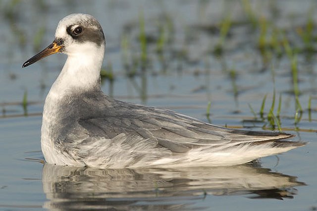 winter plumage Grey Phalarope