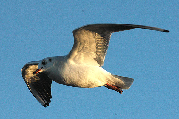 winter adult Black-headed Gull