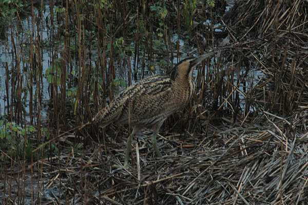 Bittern