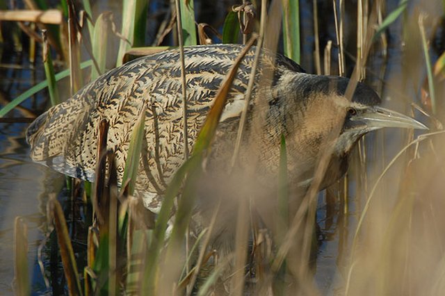 Bittern Slimbridge, Gloucestershire