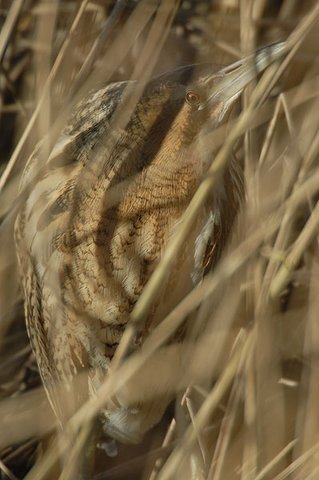 Bittern Slimbridge, Gloucestershire