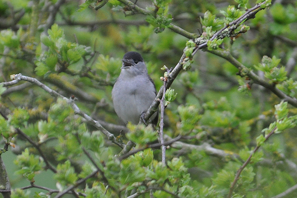 Blackcap