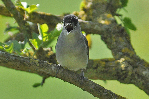 Blackcap